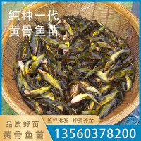 漁廠直供黃骨魚(yú)魚(yú)苗黃丫角魚(yú)苗黃辣丁魚(yú)苗淡水養(yǎng)殖可食用活體批發(fā)